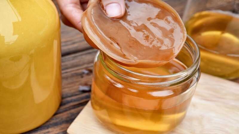 kombucha gomba