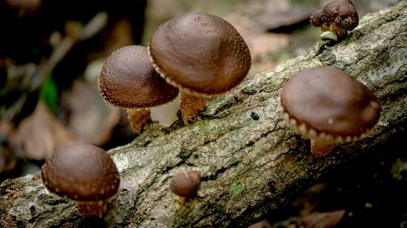shiitake gomba